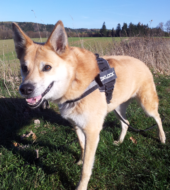 Brandy (Akita Inu, Siberian Husky) Akita Inu Siberian Husky 